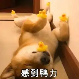 决定定投成败的灵魂因素止盈
