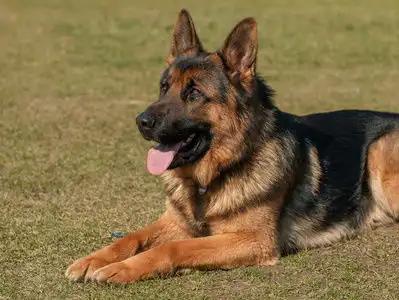 纯黑色德国牧羊犬jpg图片免费下载编号wz0oh5m4z图精灵