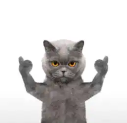 求图社会猫的
