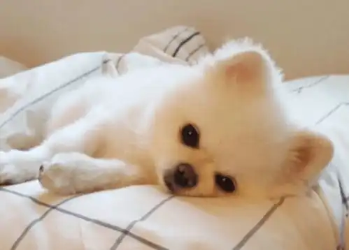 一个月博美幼犬吃什么
