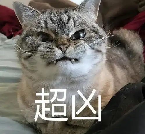 老实告诉你,猫咪绝育vs不绝育,区别很大

