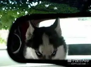 看了这些小动物的生气照,你可能再也不想养宠物了

