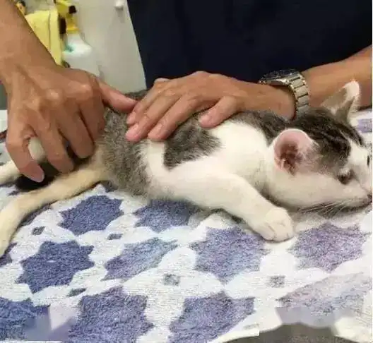 一只包着纸尿裤的猫咪背后的故事

