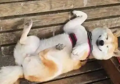 柴犬真是能萌动世界啊行走的表情包,不愧是唯一能和二哈抗衡的狗子
