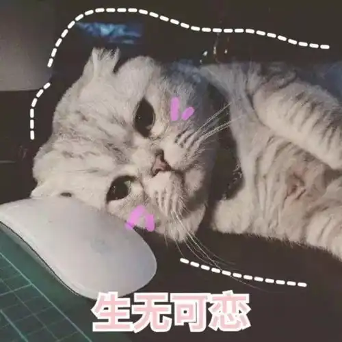 猫咪表情包第二波丨美丽的皮囊and有趣的灵魂,朕都有
