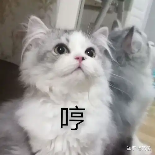 为什么猫的标表情有时候像在笑
