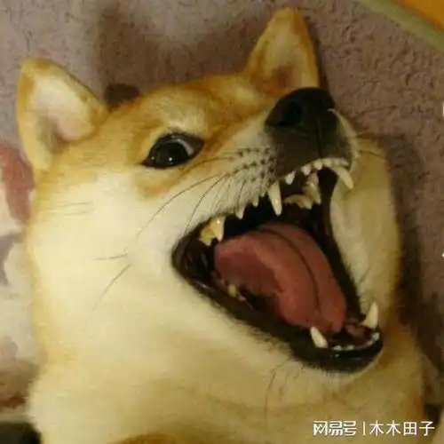搞笑段子10则
