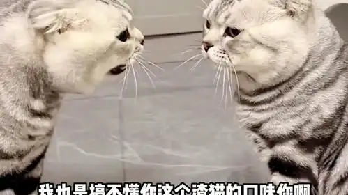 搞笑配音渣猫,连只耗子都不送
