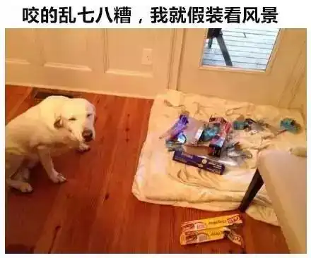 汪星人世界的的九大矛盾,你家狗中枪没
