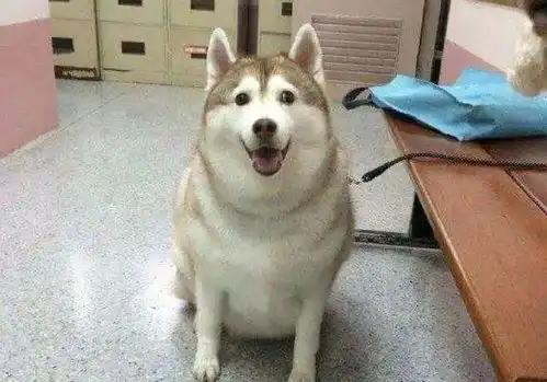 实不相瞒,狗狗绝育后会有这几个变化,你家狗也是吗
