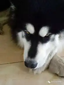 犯错阿拉斯加被主人狂训,一脸嫌弃的表情酷似二哈
