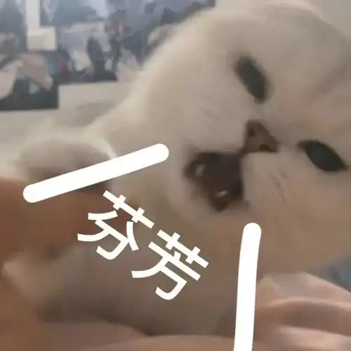 搞笑表情包别碰我我没生气
