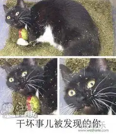 干坏事儿被发现的你

