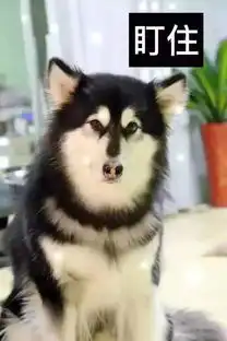 阿拉斯加的各种表情包..酒鬼一家
