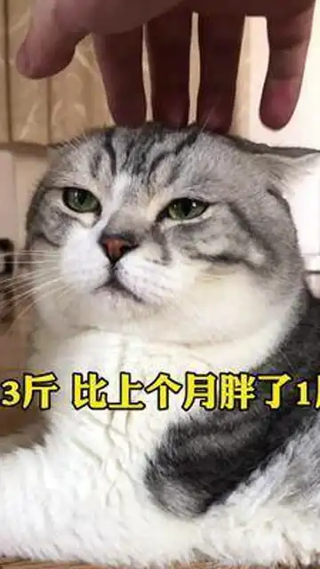 小饼饼夏天还能长胖真不容易呀只要我晚上起床上厕所都要带我去吃饭的地方看着他干饭

