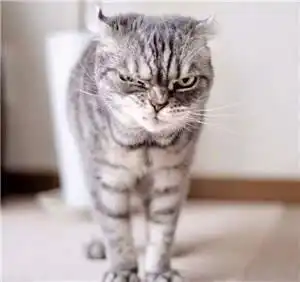 抖音特别火的一只猫,表情笑死我了
