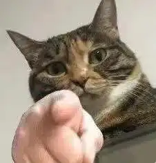 一波沙雕猫咪动图

