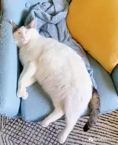 橘猫睡在我上铺的傻子,这个表情好嘲讽
