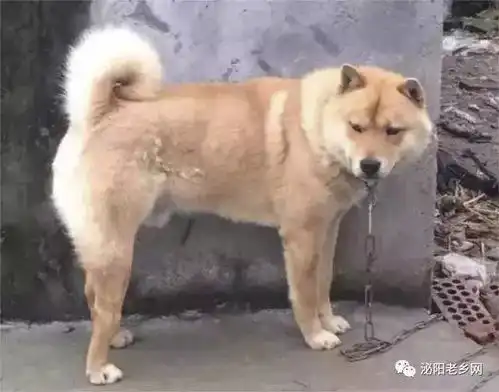 泌阳的这些土狗血统纯正,而且价值不菲
