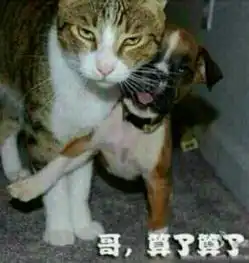 求小猫抱大狗亲吻图片库
