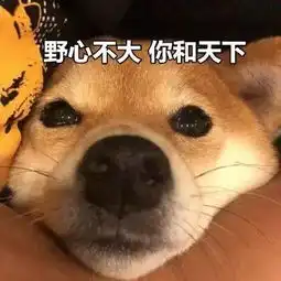 傻fufu的柴犬表情包超级可爱哦
