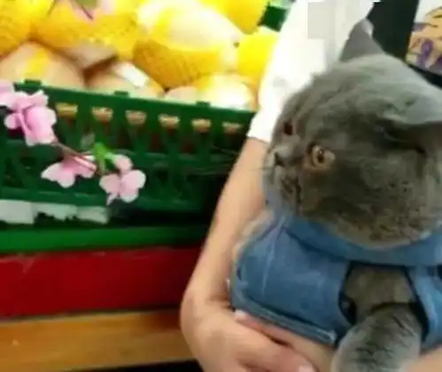 主人带蓝猫逛超市,蓝猫全程东张西望,没见过世面的表情太呆萌
