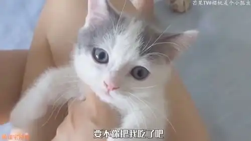 小奶猫总偷吃我的饭,连螺蛳粉也不放过,一口吞了