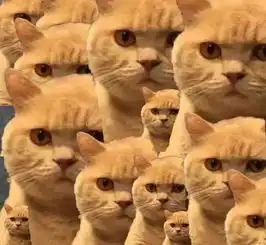 你已经被橘猫锁定,请速速交出小鱼干...
