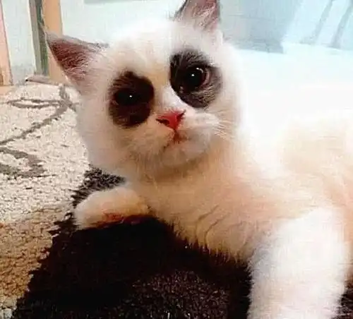 网购一只特价布偶猫,以为赚到了大便宜,收到货后定在了原地
