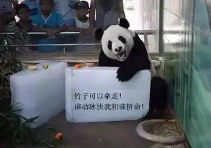 夏天炎热给熊猫开空调,为何不直接给冰块饲养员的解释让人笑喷
