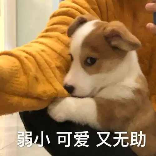 热门表情包图片这眼神绝了,弱小,可爱,又诱惑
