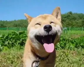 一天之间传来两大表情包的坏消息

