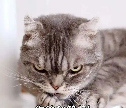 猫打架的时候该怎么劝
