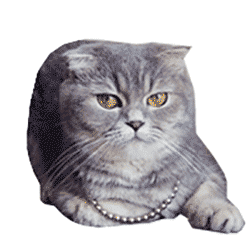 一大波小猫咪表情包萌萌哒动态图
