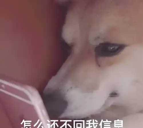 那些只有墨尔本留学生才懂的梗
