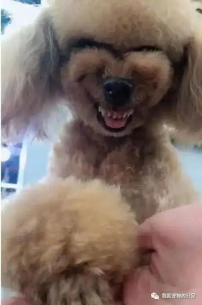 狗狗犯错后的表情,柴犬是奸笑,泰迪笑的渗人,而二哈最无耻主人
