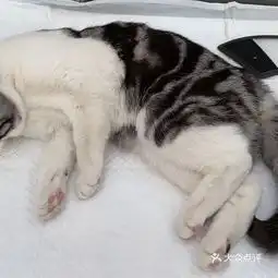 20210309小高宠物诊所地址,小高宠物诊所电话,小高宠物诊所图片360地图
