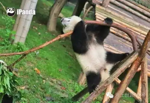 海丝快报熊猫不是珍稀动物以后外交送什么
