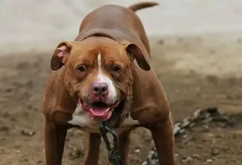这5种猛犬绝对禁养战斗力强到不像宠物狗,再养可就违法了