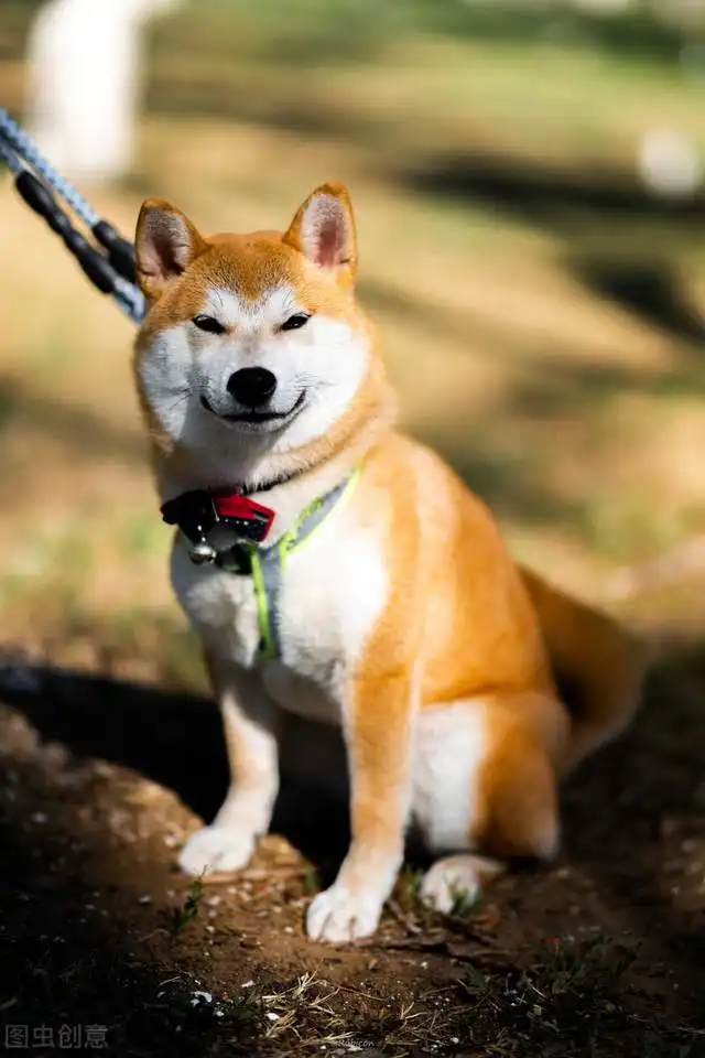 还不知道吗柴犬有四种颜色黑柴不叫哈士奇白柴不叫萨摩耶
