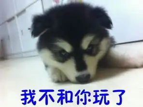 汪星人搞笑表情包
