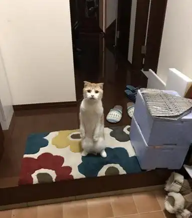 网友回家时,发现猫咪在门口迎接自己,太暖了
