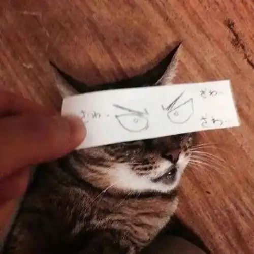猫微表情图鉴
