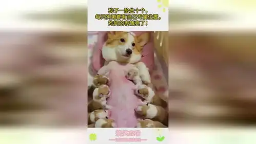 狗子一胎生十个,每只狗崽都有自己专属位置,狗妈的表情亮了
