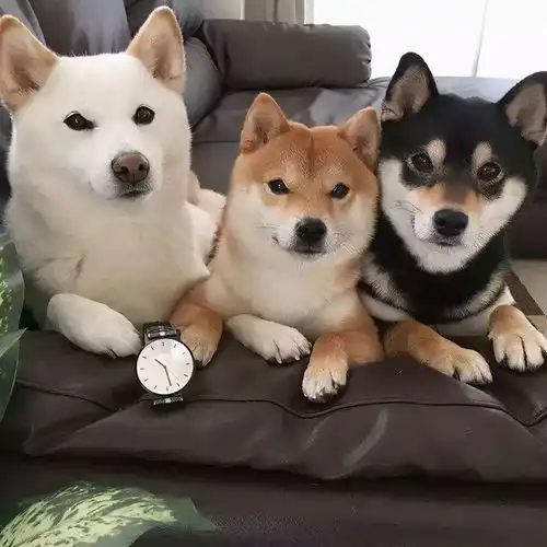 同样是土狗,为什么日本的柴犬价格那么高
