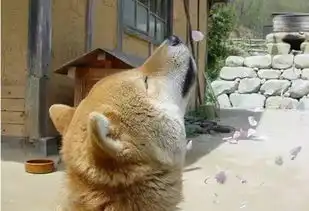 柯基柴犬二哈,没想到这些活在表情包里熟悉的狗狗身影,已经离世
