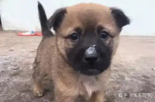 它虽然是一只小土狗,却是我心中的无价之宝
