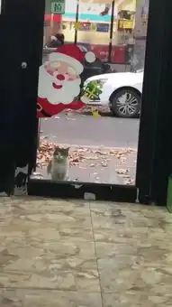 流浪猫站在宠物店门口,复杂的眼神让人心疼
