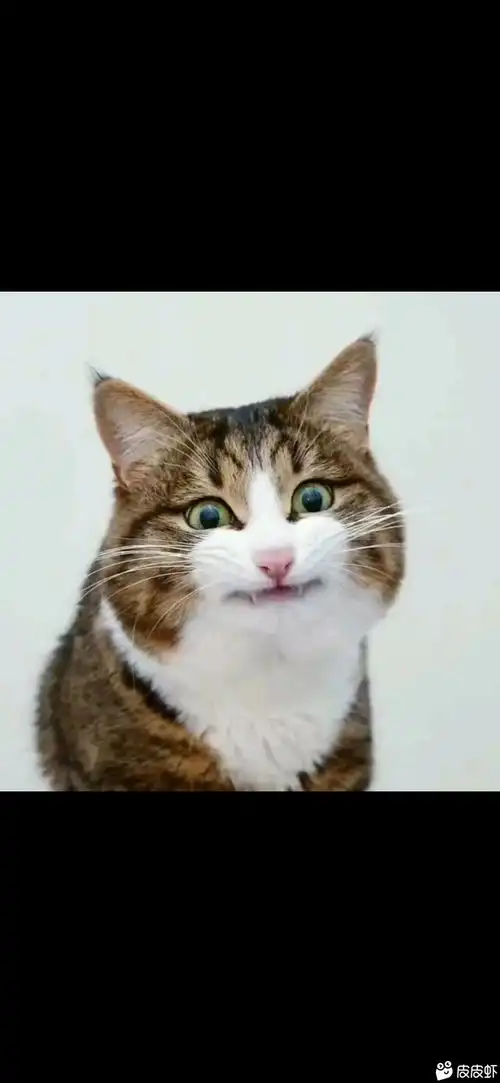 哔哩哔哩专栏
