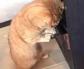 橘猫鬼鬼祟祟打开柜子,却发现小鱼干不见,橘猫反应怎么回事
